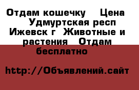 Отдам кошечку  › Цена ­ 5 - Удмуртская респ., Ижевск г. Животные и растения » Отдам бесплатно   